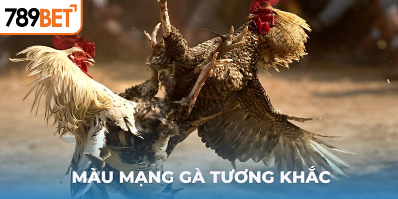 Màu mạng gà tương khắc